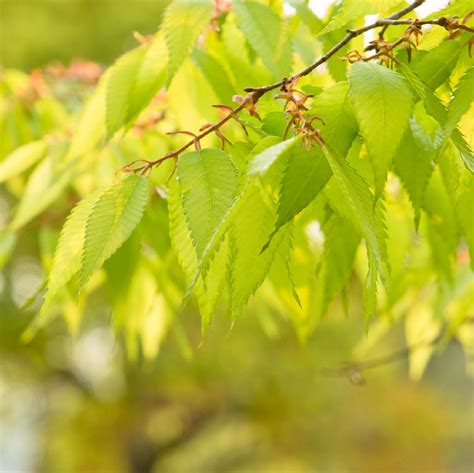 kiwi sunset zelkova|Zelkova serrata, Japanese Zelkova, Japanese Elm Kiwi Sunset